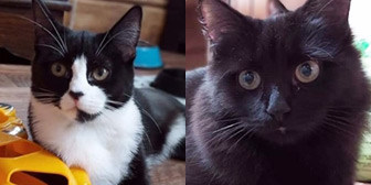 Rescue cats Cherry and Blossom from Little Paws Cat Haven, Wolverhampton, West Midlands, need a home