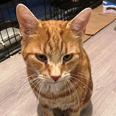 Rescue cat Dash from Meows Kitten and Cat Rescue, Dagenham, Essex, needs a home