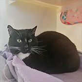 Rescue cat Donnie from RSPCA - Bluebell Ridge, Hastings, Sussex, needs a home
