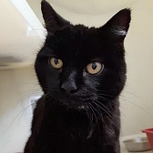 Rescue cat Emily, at RSPCA  Bluebell Ridge Cat Rehoming Centre, Hastings, needs a new home