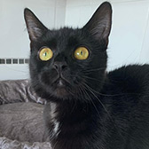 Rescue cat Fizz from Cats In Crisis - Thanet, Margate, East Kent, needs a home