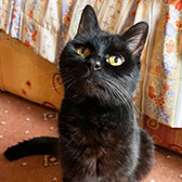 Rescue cat Gem from Bentham and District Pet Rescue, High Bentham, North Yorkshire, South Cumbria and North Lancashire, needs a home