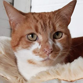 Rescue cat George from Barnsley Animal Rescue Charity, needs a home.