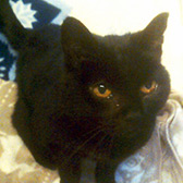 Rescue Cat Georgina from Paws and Claws Animal Rescue Service, Haywards Heath, East Sussex, West Sussex, needs a home