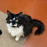 Rescue cat Gloria from Wythall Animal Sanctuary, Birmingham, West Midlands, needs a home