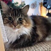 Rescue Cat Greta, Cat Supporters, Cardiff, South Wales, needs a home