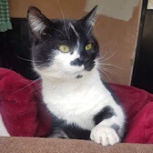 Rescue Cat Jeffrey from Lucky Cat Rescue, Skegness, Lincolnshire, needs a home