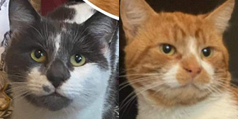 Rescue cats Joe and Benny from Helping Pets - North East, Newcastle, Tyne & Wear, Durham, Northumberland, need a home