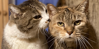 Rescue cats Kiki and Tammy from All Animal Rescue, Southampton, Hampshire, need a home