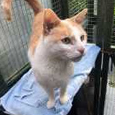 Rescue cat Kufi from Sunshine Cat Rescue, Milton-Under-Wychwood, Oxfordshire, needs a home