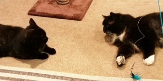 Rescue cats Kuro and Kami-Co from Cats Protection - Welwyn, Hatfield & District, Welwyn, Hertfordshire, need a home