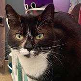 Rescue cat Lawrence from Maesteg Animal Welfare Society, Bridgend, Wales, needs a home