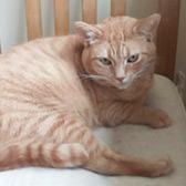 Rescue cat Lucy from Mitzi's Kitty Corner, Totnes, Devon, needs a home
