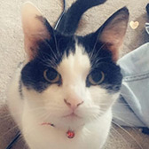 Rescue cat Maisy from Caring Animal Rescue, Hixon, Stafford, Staffordshire, West Midlands, needs a home