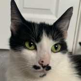 Rescue Cat Martha,   Stray Cat Rescue Team West Midlands. West Midlands needs a home