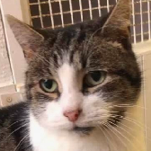 Rescue Cat Milo from Kats Cradle Rescue, Wolverhampton, needs a home