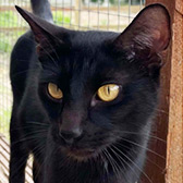 Rescue cat Minerva from Ren's Rescue, Hull, East Yorkshire, needs a home