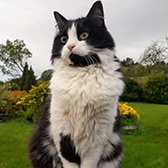 Rescue cat Mitzy from Whinnybank Cat Sanctuary, Newburgh, Fife, Tayside, needs a home