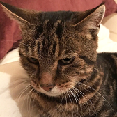 Rescue Cat Molly from Bentham and District Pet Rescue, North Yorkshire, needs a home