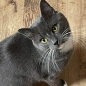 Rescue cat Moon from Garston Animal Rescue, Liverpool, needs a home