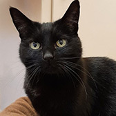Rescue cat Ninja from The Sheffield Cats Shelter, Sheffield, South Yorkshire, needs a home