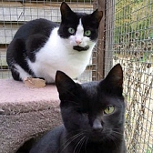 Rescue cats Pepe & Olive, at Cats Protection - Framlingham & Saxmundham, need a new home together