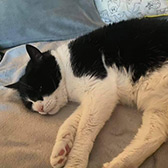 Rescue cat Oreo from Helping Pets - North East, Newcastle, Tyne & Wear, Durham, Northumberland, needs a home