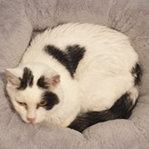 Rescue cat Paddy from The Sheffield Cats Shelter, Sheffield, South Yorkshire, needs a home