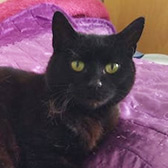 Rescue Cat Pumpkin from Leeds Cat Rescue, Leeds, North Yorkshire, West Yorkshire, needs a home