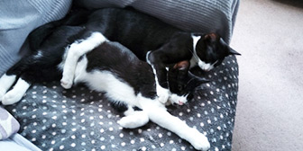 Rescue cats Scamp & Tufty from Canny Cats Rescue, Hexham, Northumberland, Tyne and Wear, need a home