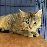 Rescue Cat Scarlett from Pawz For Thought, Sunderland, Durham, Northumberland & Tyne and Wear, needs a home