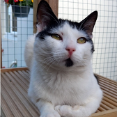 Rescue cat Smudge, Cat Action Trust 1977 - Ayrshire, Kilmarnock, needs home