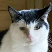 Rescue Cat Snowy,  The Cat House Rescue, Bradford needs a home