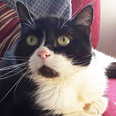 Rescue cat Sweetpea from Cat Action Trust 1977 - Doncaster South, Doncaster, South Yorkshire, needs a home