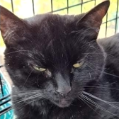 Rescue Cat Tiggy at Kings Heath Cat Club, Birmingham, needs a home