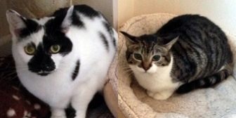 Rescue cats Tilly and Missy, at Cat Action Trust 1977 Leeds, need a new home together