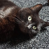 Rescue cat Tinker from Cat Action Trust 1977 - Doncaster South, Doncaster, South Yorkshire, needs a home