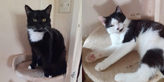 Rescue cats Tippy and Tilly from Cat Action Trust 1977 - Doncaster South, Doncaster, South Yorkshire, need a home