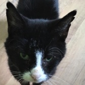 Rescue Cat Tommy, Cats Protection - North Wirral, The Wirral needs a home