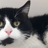 Rescue Cat Trouble from Borders Pet Rescue, Earlston, needs a home