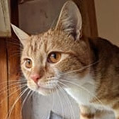 Rescue cat Wobbles from Humane Education Society, Wilmslow, Cheshire, Lancashire, needs a home
