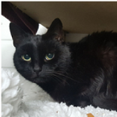 Rescue cat Onyx from Four Paws Cat Rescue, Oxford, needs home