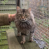 Rescue cat Tabitha from Cats in Crisis - Thanet, needs home