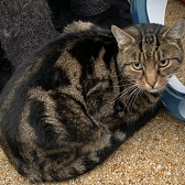 Rescue cat Tigger from Maesteg Animal Welfare Society, Bridgend, needs home