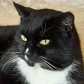 Rescue Cat from Cats Protection, Farhnam, Camberley and Districts