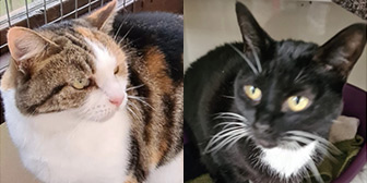 Rescue cats Bella and Mittens from Felines 1st, Crawley, Surrey, West Sussex & East Sussex, need a home
