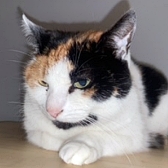 Rescue cat Babe, at ICR (Independent Cat Rescue), Manchester, needs a new home