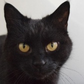 Rescue Cat Baggy, Battersea at Old Windsor, Old Windsor needs a home