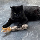 Rescue cat Bagheera from Cats In Crisis - Epsom, Surrey, needs a home