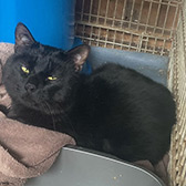 Rescue cat Bagheera from Stopford Cat Rescue, Stockport, Cheshire, Lancashire, needs a home